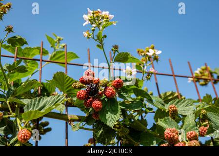cluster of blackberries beginning to ripen on the blackberry plant Stock Photo