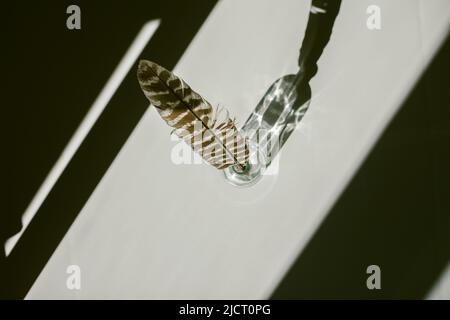 Turkey Feather on a White Background with Sharp Contrasting Shadows Stock Photo