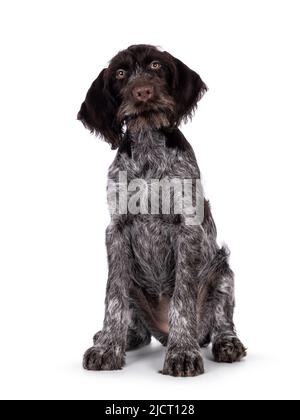 Young brown and white German wirehaired pointer dog pup, sitting up facing front. Looking straight to camera. Isolated on a white background. Stock Photo