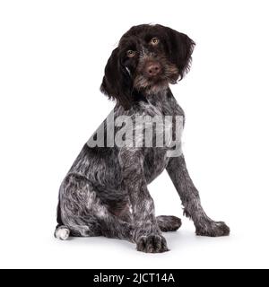 Young brown and white German wirehaired pointer dog pup, sitting up side ways. Looking straight to camera. Isolated on a white background. Stock Photo