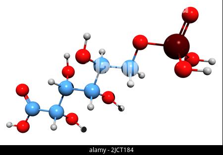 3D image of 6-Phosphogluconic acid skeletal formula - molecular chemical structure of 6-phosphogluconate isolated on white background Stock Photo