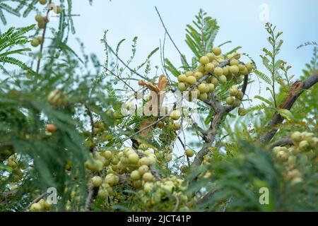 amla growing on trees in rural areas and forests is healthy rich ...