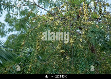amla growing on trees in rural areas and forests is healthy rich ...