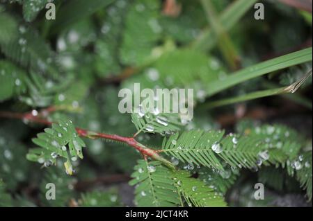 Mountain Province, Philippines: close up of a touch-me-not ('Mimosa pudica') with raindrops. Shy, sleepy, sensitive plant that closes when touched. Stock Photo