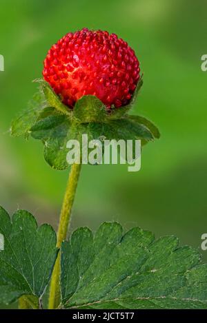 Mock strawberry / Indian-strawberry / false strawberry / backyard strawberry (Potentilla indica / Duchesnea indica) showing red fruit in late spring Stock Photo