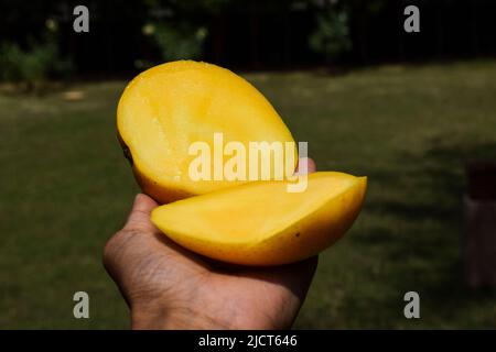 Female holding Tasty juicy Indian Mango in hand. Half sliced pulpy mango fruit yellow from inside Badami Mango also known as Karnatak's Alphanso. Asia Stock Photo