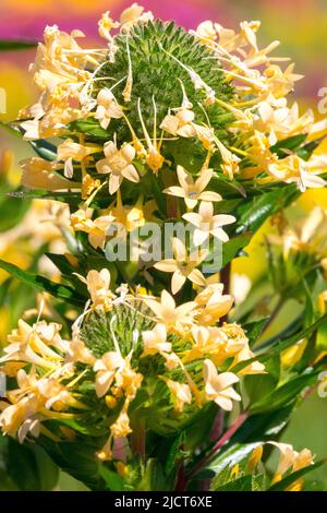 Collomia grandiflora, Flower, Large-flowered, Collomia, Flowers, Blooms, Close up, Bloom, Garden, Plant Stock Photo