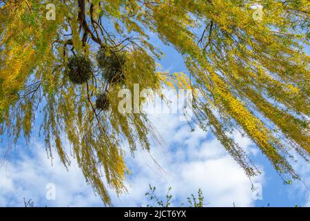 Beautiful blooming branches of willow tree with blue sky on background. Spring nature. Stock Photo