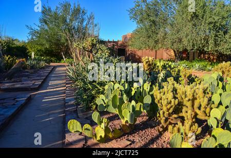 Different types of prickly pear cacti in a botanical garden in Phoenix, Arizona Stock Photo