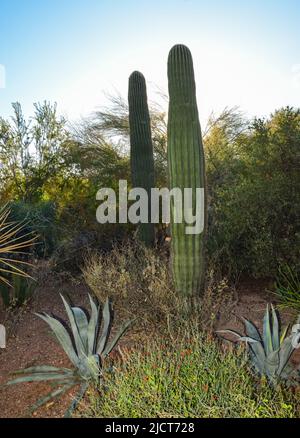 A group of succulent plants and cacti in the Phoenix Botanical Garden, Arizona, USA Stock Photo