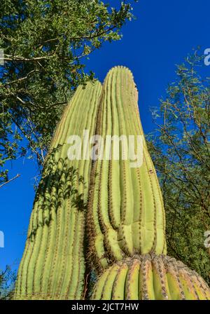 Arizona cacti.  A view looking up a Saguaro cactus (Carnegiea gigantea) from its base Stock Photo