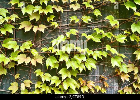Fresh green leaves of ivy growing on a wooden wall in early morning, providing natural privacy fence, texture background, Elkhart Lake, Wisconsin, USA Stock Photo