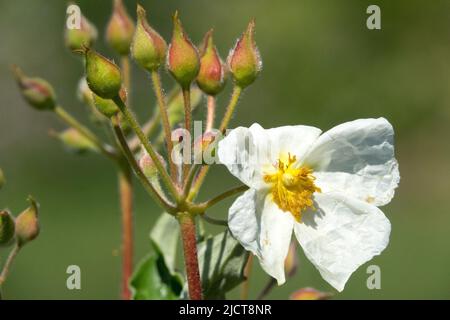 Cistus laurifolius, Rock Rose, White, Flower, Close up Stock Photo