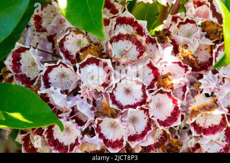 Kalmia latifolia 'Bandeau', Blooms, Mountain laurel, Kalmia latifolia, Flower, Kalmia, Bloom, Flowers Stock Photo