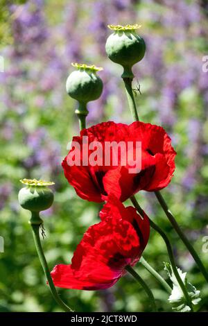 Red, Papaver somniferum, Opium poppy, Seed head, Garden, Poppies Seed heads Stock Photo