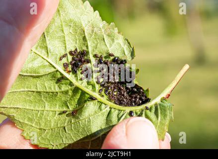 Person hand showing Ants created aphids Periphyllus farm on cherry leaf in spring to eat their sweet syrup like residue. Stock Photo