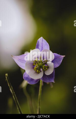 White purple flower in spring morning. Stock Photo