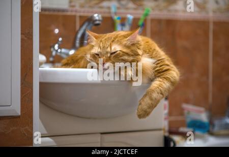 The red cat is dozing in the washbasin. The cat guards the bathroom. Stock Photo