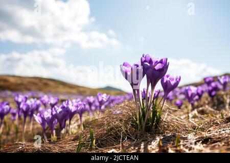 Crocus flowers on spring Ukrainian Carpathians mountains. Landscape photography Stock Photo
