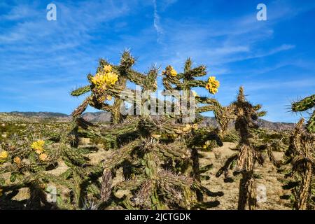 Cacti (Cylindropuntia versicolor) Prickly cylindropuntia with yellow fruits with seeds. New Mexico, USA Stock Photo