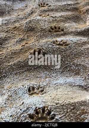 Footprints of wild animal paws on soft wet clay in a bed of a dried river, New Mexico Stock Photo