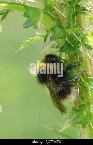 Vertical closeup on a the four-colored cuckoo bee, Bombus sylvestris , hiding from the rain underneath a thistle in the field