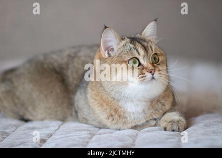 Green - eyed British Shorthair Golden Chinchilla NY25 Stock Photo