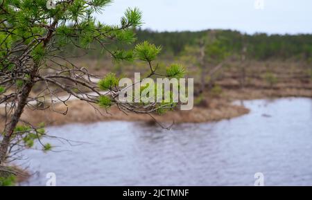 A wooden path in the Soomaa National Park in Estonia among the forest and marshland on a clear day Stock Photo