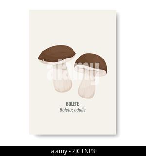 Vector Bolete Mushroom Isolated on White. Card with Hand Drawn Cartoon Bolete, Porcini Mushrooms. Design Template, Clipart. Boletus Edulis, Penny Bun Stock Vector