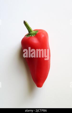 A Small Red Pepper Isolated on a White Background Stock Photo