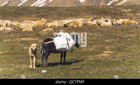 dog and donkey with sheep flock on the field, Georgia, Caucasia. High quality photo Stock Photo