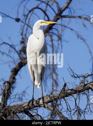 Great Egret perched on a tree. Shoreline Lake and Park, Santa Clara County, California, USA. Stock Photo