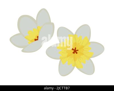 Two jasmine flowers, colorful illustration Stock Vector