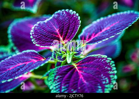 Purple plant from the cloud forests of Costa Rica. Four leaves on this plant. Stock Photo
