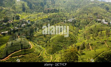 Tea plantations and agricultural land in a mountainous province. Tea estate landscape. Maskeliya, Sri Lanka. Stock Photo