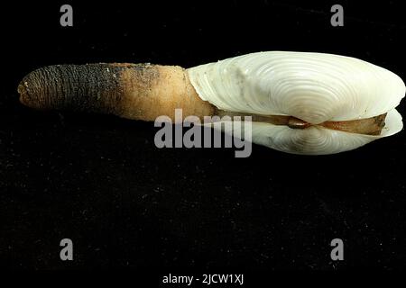 dewey duck clam