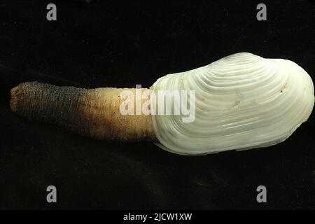 Pacific geoduck (