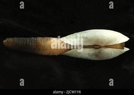 Pacific geoduck (