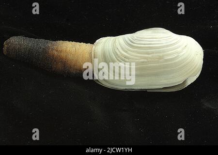 Pacific geoduck (