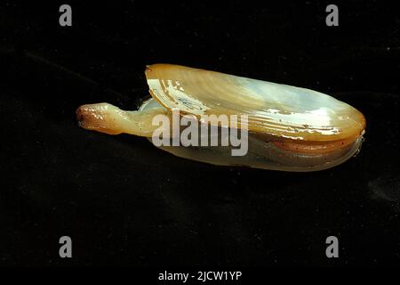 Pacific Geoduck (