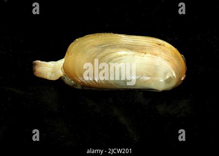 dewey duck clam