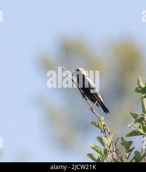 An adult male Bobolink perched in a leafy tree in springtime Stock Photo