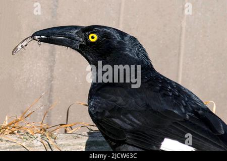 An Australian Pied Currawong (Strepera graculina) catches up with Little Brown Skink (Scincella lateralis) in Sydney, NSW, Australia (Photo by Tara Ch Stock Photo