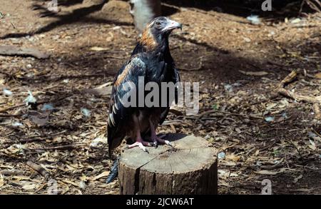A Black-breasted Buzzard (Hamirostra melanosternon) on a wooden stand in Sydney, NSW, Australia (Photo by Tara Chand Malhotra) Stock Photo