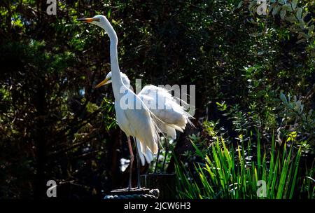Two Egrets (Ardea alba) perched on wooden stand in Sydney, New South Wales, Australia (Photo by Tara Chand Malhotra) Stock Photo