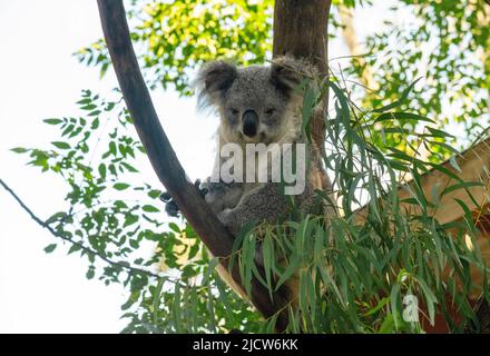 A koala (Phascolarctos cinereus) perched on a tree in Sydney, New South Wales, Australia (Photo by Tara Chand Malhotra) Stock Photo