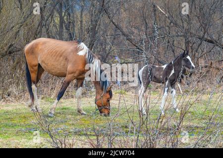 an adult horse stands with a small teenage foal in a spring meadow, grazing and eating fresh grass Stock Photo