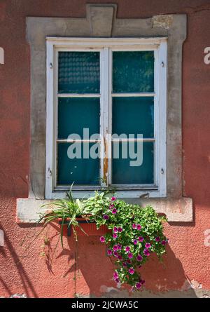 Closeup of window decorated with potted plant Stock Photo