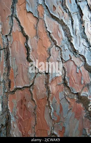 Bark of the stone pine, Pinus pinea, Bendigo Botanic Gardens, Victoria, Australia Stock Photo