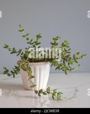 Pickle plant or Delosperma Echinatum on a ceramic floor with grey wall in background Stock Photo